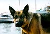 Benutzerbild von Balou & Crew