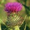 Benutzerbild von Thistle